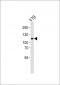 ANKRD24 Antibody (Center)